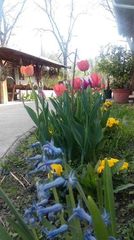 Farm Stay Lackovic Bilje Екстер'єр фото